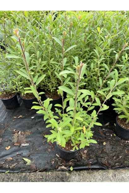 Верба Маунт Асо саджанець в садовому центрі